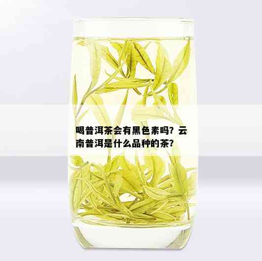 喝普洱茶会有黑色素吗？云南普洱是什么品种的茶？