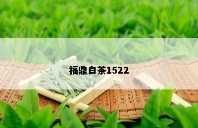 福鼎白茶1522