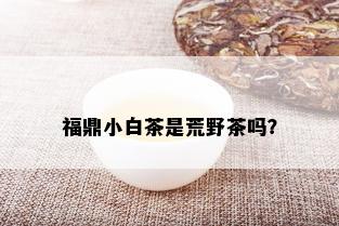 福鼎小白茶是荒野茶吗？