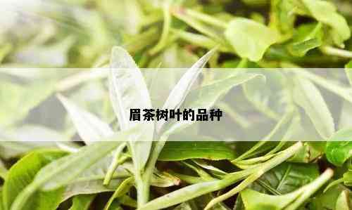 眉茶树叶的品种