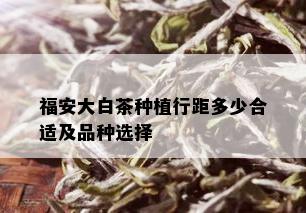 福安大白茶种植行距多少合适及品种选择