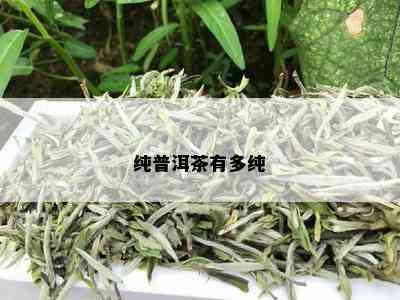 纯普洱茶有多纯