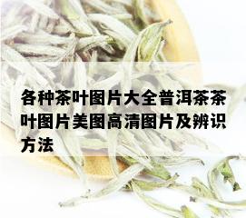 各种茶叶图片大全普洱茶茶叶图片美图高清图片及辨识方法