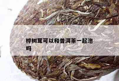 桦树茸可以和普洱茶一起泡吗