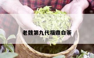 老魏第九代福鼎白茶