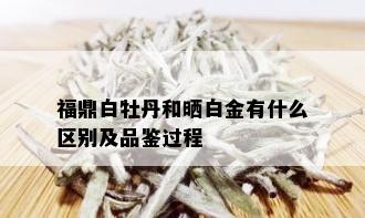 福鼎白牡丹和晒白金有什么区别及品鉴过程