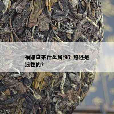 福鼎白茶什么属性？热还是凉性的？