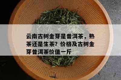 云南古树金芽是普洱茶，熟茶还是生茶？价格及古树金芽普洱茶价值一斤