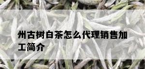 州古树白茶怎么代理销售加工简介