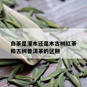 白茶是灌木还是木古树红茶和古树普洱茶的区别