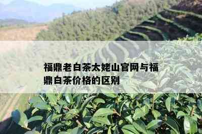 福鼎老白茶太姥山官网与福鼎白茶价格的区别