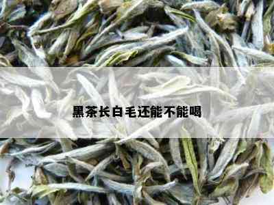 黑茶长白毛还能不能喝