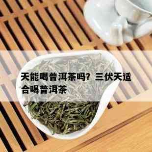 天能喝普洱茶吗？三伏天适合喝普洱茶