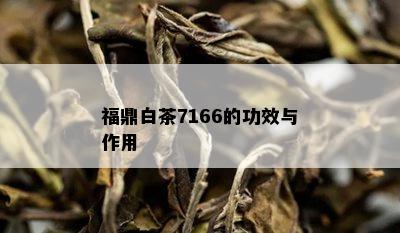 福鼎白茶7166的功效与作用