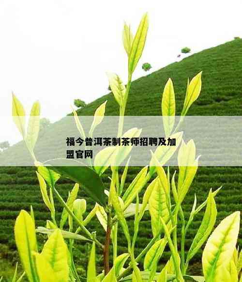 福今普洱茶制茶师招聘及加盟官网