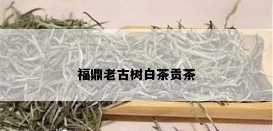 福鼎老古树白茶贡茶