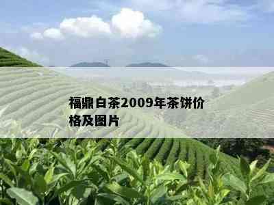 福鼎白茶2009年茶饼价格及图片