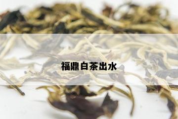 福鼎白茶出水