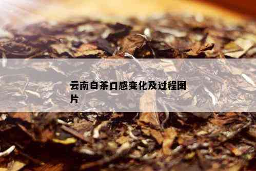 云南白茶口感变化及过程图片