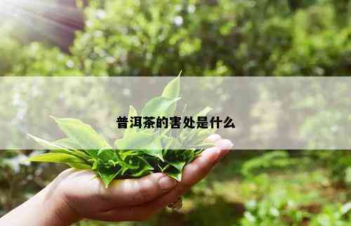 普洱茶的害处是什么