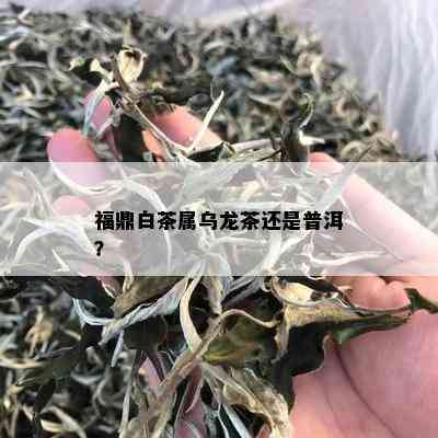 福鼎白茶属乌龙茶还是普洱？