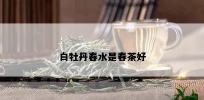 白牡丹春水是春茶好