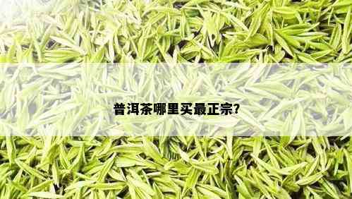 普洱茶哪里买最正宗？