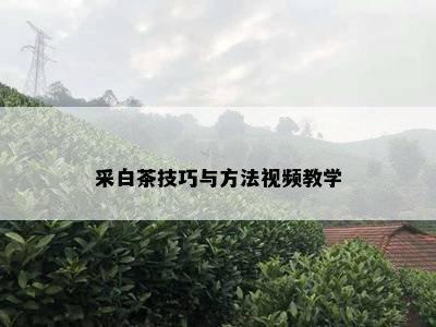 采白茶技巧与方法视频教学