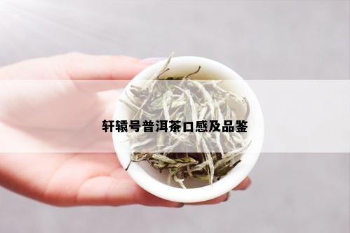 轩辕号普洱茶口感及品鉴