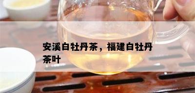 安溪白牡丹茶，福建白牡丹茶叶