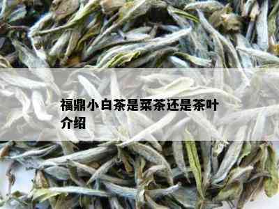 福鼎小白茶是菜茶还是茶叶介绍