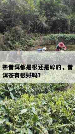 熟普洱都是根还是碎的，普洱茶有根好吗？