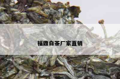 福鼎白茶厂家直销