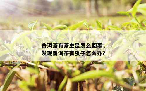 普洱茶有茶虫是怎么回事，发现普洱茶有虫子怎么办？