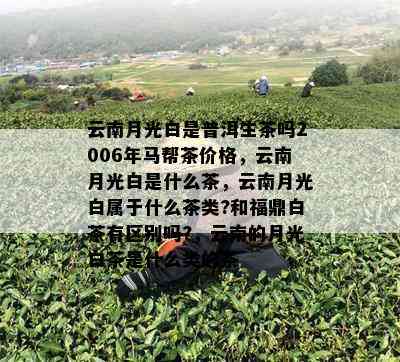 云南月光白是普洱生茶吗2006年马帮茶价格，云南月光白是什么茶，云南月光白属于什么茶类?和福鼎白茶有区别吗?，云南的月光白茶是什么类的茶