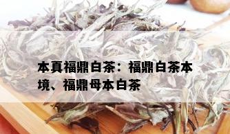 本真福鼎白茶：福鼎白茶本境、福鼎母本白茶