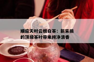 顺应天时云根白茶：新采摘的顶级茶叶带来纯净清香