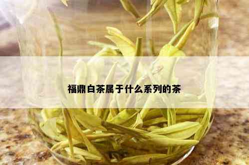 福鼎白茶属于什么系列的茶