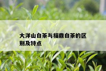 大洋山白茶与福鼎白茶的区别及特点