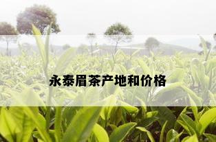 永泰眉茶产地和价格