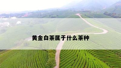 黄金白茶属于什么茶种