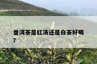 普洱茶是红汤还是白茶好喝？