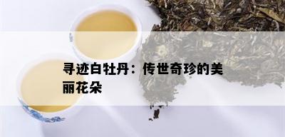 寻迹白牡丹：传世奇珍的美丽花朵