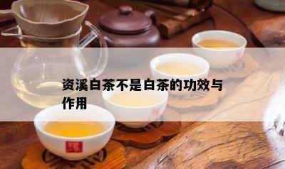 资溪白茶不是白茶的功效与作用