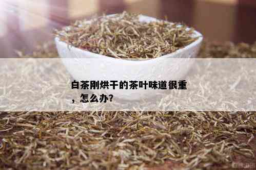 白茶刚烘干的茶叶味道很重，怎么办？