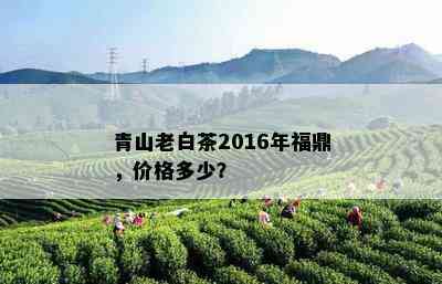 青山老白茶2016年福鼎，价格多少？