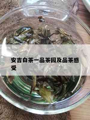 安吉白茶一品茶园及品茶感受