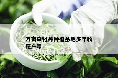 万亩白牡丹种植基地多年收获产量