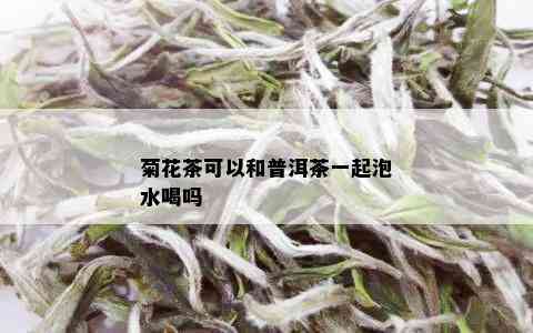 菊花茶可以和普洱茶一起泡水喝吗