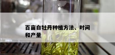 百亩白牡丹种植方法、时间和产量